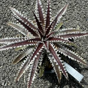 Dyckia 'Donna Marie' x 'A New Beginning' (dyckiayouup hybrid)の画像6