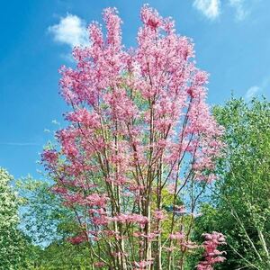 レアな庭木　チャンチンフラミンゴ（センダン）ピンクの新葉が美しい香椿　山菜　春を呼ぶ香菜　