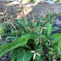 スミレ 2株　山野草 殖える宿根草　花苗　広島産すみれ　菫_画像3