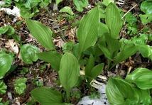 Hosta 中型種　ギボウシ　シェードガーデン 山菜　宿根草　山野草_画像2