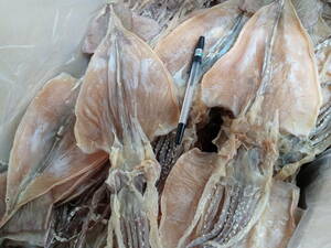 * north. taste. representative! new thing [ Hokkaido production ] dried squid 10 sheets (700g~800g)