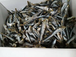 * price around goods! large size Chiba processing ~ Miyagi water ..~ma picton herring . dried [ flat .](1kg)