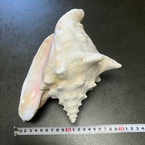 貝殻 ピンク 桜色 渦巻 約25cm 置物 インテリア オブジェ 水槽 海 ほら貝 コレクター 標本の画像9