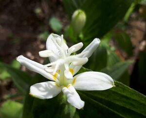 白花ホトトギスの苗　10本 開花見込み株