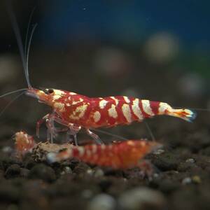 『Noir×Rouge』 レッドファンシータイガーシュリンプ ５ 匹セット 【生体 ヌマエビ ビーシュリンプ shrimp 熱帯魚 抱卵 水草】