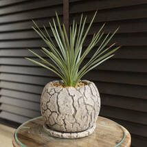 ユッカ ウィップレイ 南国 耐寒性常緑低木 5号 陶器鉢 ロストラータ 地植えもできる人気の植物_画像7