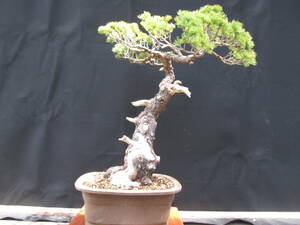 . leaf pine large 