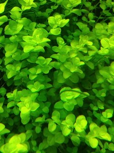  Large pearl-grass ( underwater leaf )20ps.