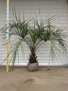  here s cocos nucifera silver leaf form good . futoshi cocos nucifera. tree cocos nucifera garden tree plant garden symbol tree gardening potted plant etc. reality goods 