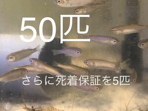 No30 小ボラ　50匹＋予備5匹　Sサイズ　近海魚　海水魚　生体　活餌　生餌　ボラ目ボラ科
