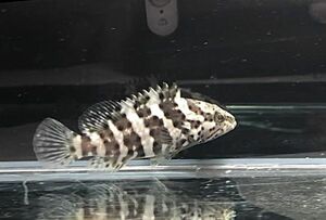 珍珍珍　ヤイトハタ　Sサイズ　幼魚　近海魚　海水魚　生体　スズキ目ハタ科