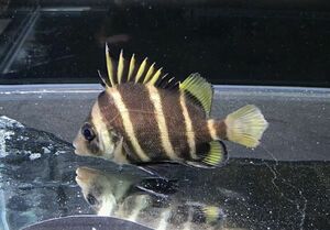 珍珍 セトダイ　SMサイズ　海水魚　生体　近海魚　スズキ目イサキ科ヒゲダイ属