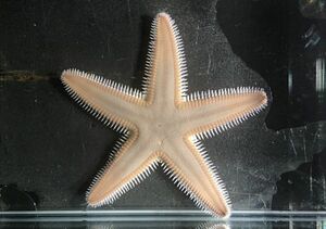 【現物】 トゲモミジガイ　Mサイズ　近海魚　海水魚　生体　星形動物亜門 ヒトデ綱モミジガイ科