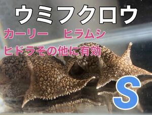 No11 ウミフクロウ　Sサイズ　近海魚　海水魚　生体　カーリー、ヒラムシ、ヒドラ、等の寄生虫対策