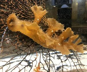 No8　ムカデメリベ　Lサイズ　近海魚　海水魚　軟体動物　メリベウミウシ属