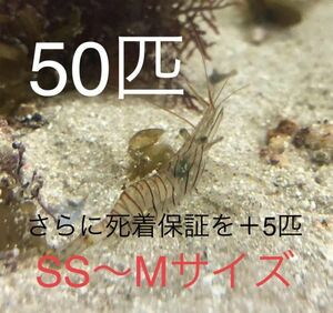 No62 イソスジエビ　50匹＋保証用5匹　Ｓ～Ｍ 近海魚　海水魚　生体　甲殻類　エビ　生餌