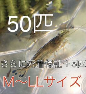 No92【50匹】＋予備保障５匹　ヤマトヌマエビ　M～LLサイズ　淡水エビ　甲殻類　掃除　苔　22