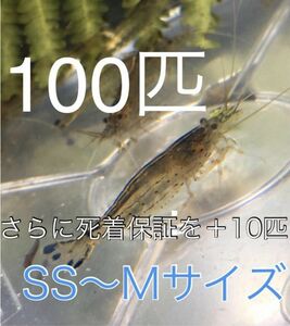 No19【100匹】＋予備保障10匹　ヤマトヌマエビ　S～Mサイズ　淡水エビ　甲殻類　掃除　苔　19