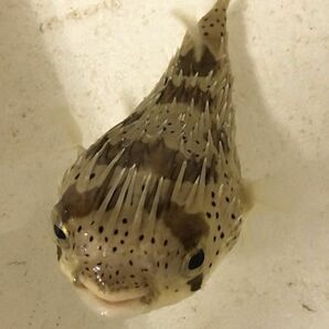 ハリセンボン（餌付け済み） MLサイズ 近海魚 海水魚 生体 フグ目ハリセンボン科  の画像3