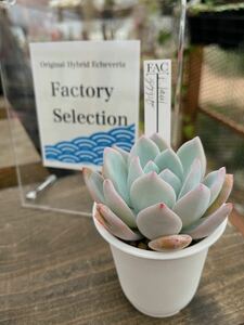 今期ラスト!!ラウイ×ラウリンゼ【FactorySelection苗】【多肉植物製作所】【多肉植物】【エケベリア】【実生】