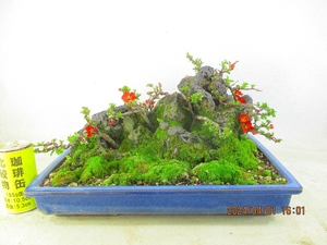 [. manner bonsai Ryuutsu ] Chojubai bonsai tree stone attaching (33196 lapis lazuli . length person pot ) total height :22.*140 size * same packing conditions have *[ together transactions ] procedure .* postage clear writing *