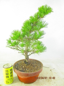 [. manner bonsai Ryuutsu ]... leaf pine (33270 plant pot ) total height :41.* same packing is [ together transactions ] procedure strict observance *100 size * postage clear writing 