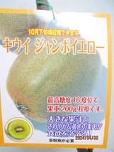 [野風苗木流通] キウイ ジャンボイエロー(雌)＋孫悟空(雄) 2点組 (498)全高：69㎝※同梱包は「まとめて取引」手続厳守※120サイズ＊_画像7