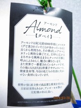 [野風苗木流通]アーモンド ダベイ(32877)全高：87㎝※同梱包は「まとめて取引」手続厳守※120サイズ＊送料明記_画像3