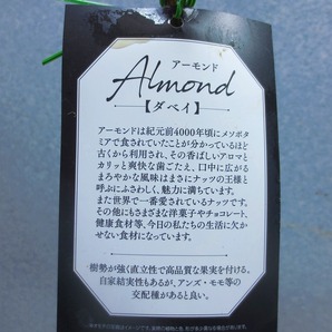 [野風苗木流通]アーモンド ダベイ(32878)全高：87㎝※同梱包は「まとめて取引」手続厳守※120サイズ＊送料明記の画像3