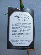 [野風苗木流通]アーモンド ダベイ(32878)全高：87㎝※同梱包は「まとめて取引」手続厳守※120サイズ＊送料明記_画像3