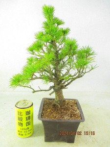 [. manner bonsai Ryuutsu ]... leaf pine (33306 regular person pra pot ) total height :39.* same packing is [ together transactions ] procedure strict observance *100 size * postage clear writing 