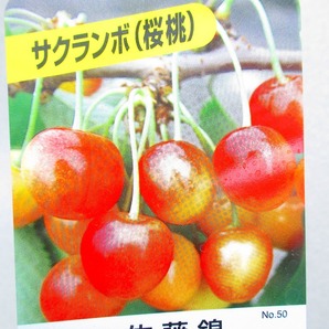 [野風苗木流通]サクランボ 佐藤錦(33241)全高：70㎝※同梱包は「まとめて取引」手続厳守※100サイズ＊送料明記の画像2