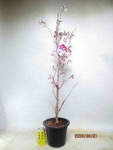 [. manner sapling Ryuutsu ]..(ke Io u) Sakura 4/1 blooming ~ flower . supposition (33250) total height :93.*140 size * same packing * postage attention *[ together transactions ] procedure strict observance 