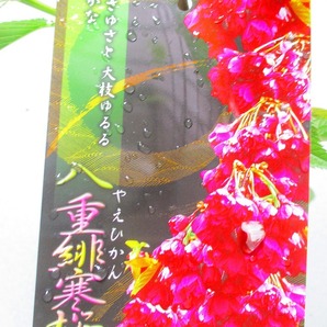 [野風苗木流通]桜の苗木 八重緋寒桜 (4127)全高：69㎝※同梱包は「まとめて取引」手続厳守※100サイズ＊送料明記 の画像2