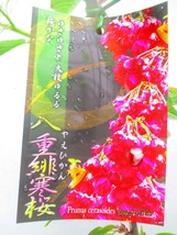 [野風苗木流通]桜の苗木 八重緋寒桜 (4127)全高：69㎝※同梱包は「まとめて取引」手続厳守※100サイズ＊送料明記　_画像2