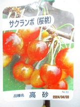 [野風苗木流通]サクランボ 高砂(4151)全高：68㎝※同梱包は「まとめて取引」手続厳守※100サイズ＊送料明記_画像2