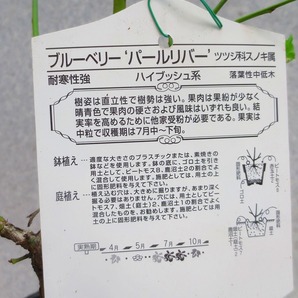 [野風苗木流通] ブルーベリー HB系 パールリバー (4390)全高：56㎝※同梱包は「まとめて取引」手続厳守※100サイズ＊送料明記の画像3