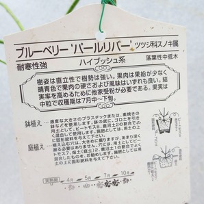 [野風苗木流通] ブルーベリー HB系 パールリバー (4391)全高：55㎝※同梱包は「まとめて取引」手続厳守※100サイズ＊送料明記の画像3