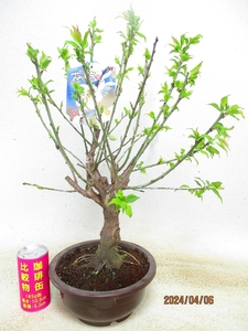 [. manner bonsai Ryuutsu ] winter . plum (4633 tea circle pra pot ) total height :50.* same packing is [ together transactions ] procedure strict observance *120 size * postage clear writing 