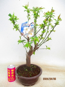 [Nofushi Bonsai Distribution] Зимний соляный UME (4637 Пластическая чаша Чамару) Общая высота: 53㎝ * Колл Упаков