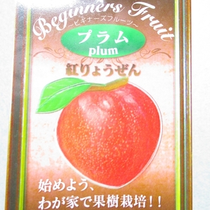 [野風苗木流通]プラム 紅りょうぜん(4655)全高：68㎝※同梱包は「まとめて取引」手続厳守※100サイズ＊送料明記の画像2