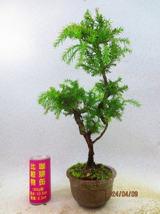 [. manner bonsai Ryuutsu ] Japanese cedar (4854 purple mud circle pot ) total height :44.* same packing is [ together transactions ] procedure strict observance *120 size * postage clear writing 