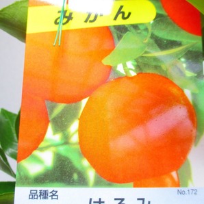 [野風苗木流通] 柑橘類の苗木 はるみ (W41370)全高：67㎝※同梱包は「まとめて取引」手続厳守※100サイズ＊送料明記 の画像2