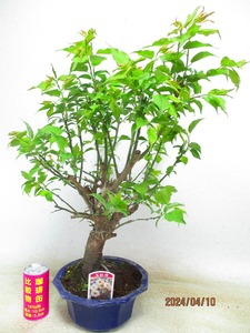 [. manner bonsai Ryuutsu ] flower plum sphere ..(41041) total height :55.* same packing is [ together transactions ] procedure strict observance *120 size * postage clear writing 