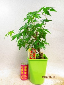 [. manner bonsai Ryuutsu ]momiji(4911 green regular person pra pot ) total height :48.* same packing is [ together transactions ] procedure strict observance *100 size * postage clear writing 