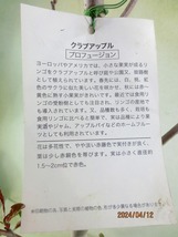 [野風苗木流通]クラブアップル プロフュージョン(41324)全高：68㎝※同梱包は「まとめて取引」手続厳守※100サイズ＊送料明記_画像2