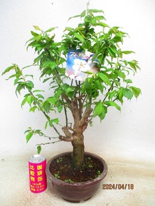 [. manner bonsai Ryuutsu ] winter . plum (41910 tea circle pra pot ) total height :57.* same packing is [ together transactions ] procedure strict observance *120 size * postage clear writing 