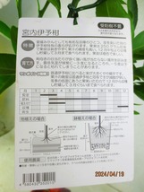 [野風苗木流通]宮内伊予柑 接木２年生(42001)全高：65㎝※同梱包は「まとめて取引」手続厳守※120サイズ＊送料明記_画像3