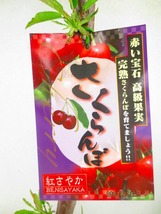 [野風苗木流通]さくらんぼ 紅さやか(42204)全高：66㎝※同梱包は「まとめて取引」手続厳守※100サイズ＊送料明記　_画像2