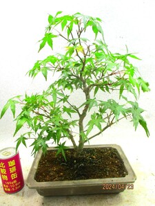 [. manner bonsai Ryuutsu ]momiji(42372 purple mud length person pot ) total height :40.* same packing is [ together transactions ] procedure strict observance *100 size * postage clear writing 